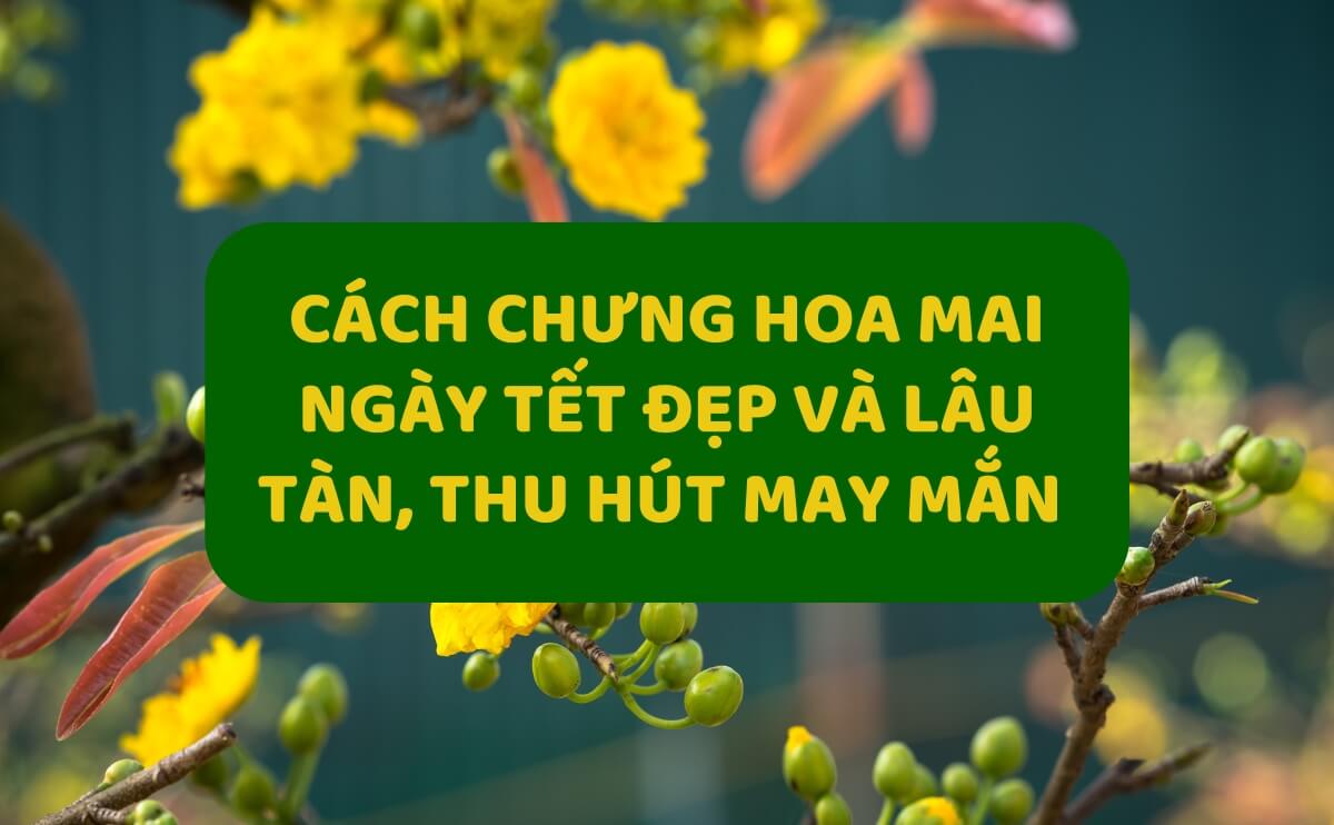 Cách Chưng Hoa Mai Ngày Tết Đẹp Và Lâu Tàn, Thu Hút May Mắn Cho Cả Năm | Chợ Hoa Kiểng 5