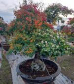 Cây Hoa Giấy Ngũ Sắc | Hoa Kiểng Tết | Cây Giống Chợ Lách 1