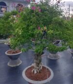 Cây Hoa Giấy Ngũ Sắc | Hoa Kiểng Tết | Cây Giống Chợ Lách 2