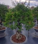 Cây Hoa Giấy Ngũ Sắc | Hoa Kiểng Tết | Cây Giống Chợ Lách 3