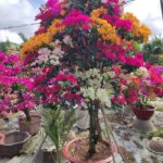 Cây Hoa Giấy Ngũ Sắc | Hoa Kiểng Tết | Cây Giống Chợ Lách