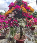 Cây Hoa Giấy Ngũ Sắc | Hoa Kiểng Tết | Cây Giống Chợ Lách