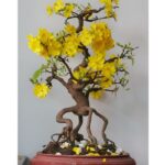 Cây mai vàng bonsai | CayKiengBinhDinh