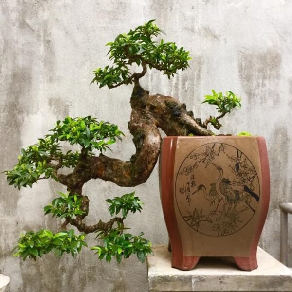 Cây ổi Bonsai | CayKiengBinhDInh