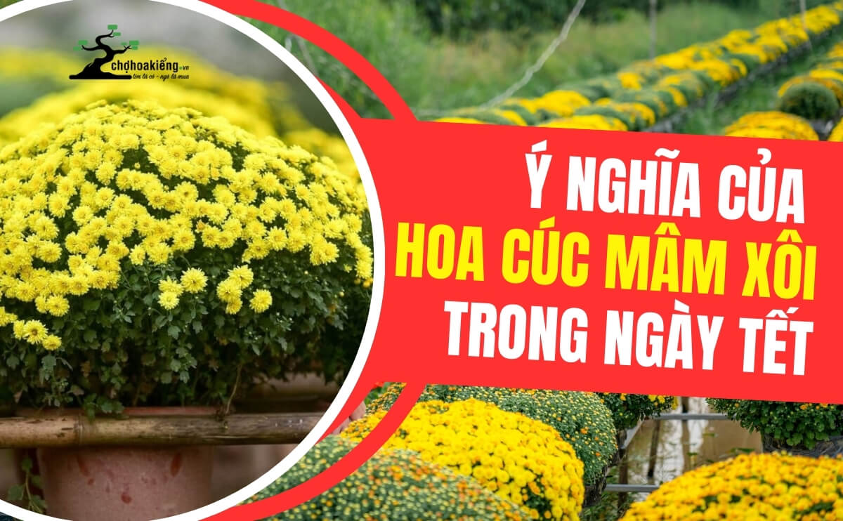 Cúc Mâm Xôi Là Gì? Ý Nghĩa Của Hoa Cúc Mâm Xôi Trong Ngày Tết 2026 7 Cúc Mâm Xôi Là Gì? Ý Nghĩa Của Hoa Cúc Mâm Xôi Trong Ngày Tết 2025 | Chợ Hoa Kiểng 6