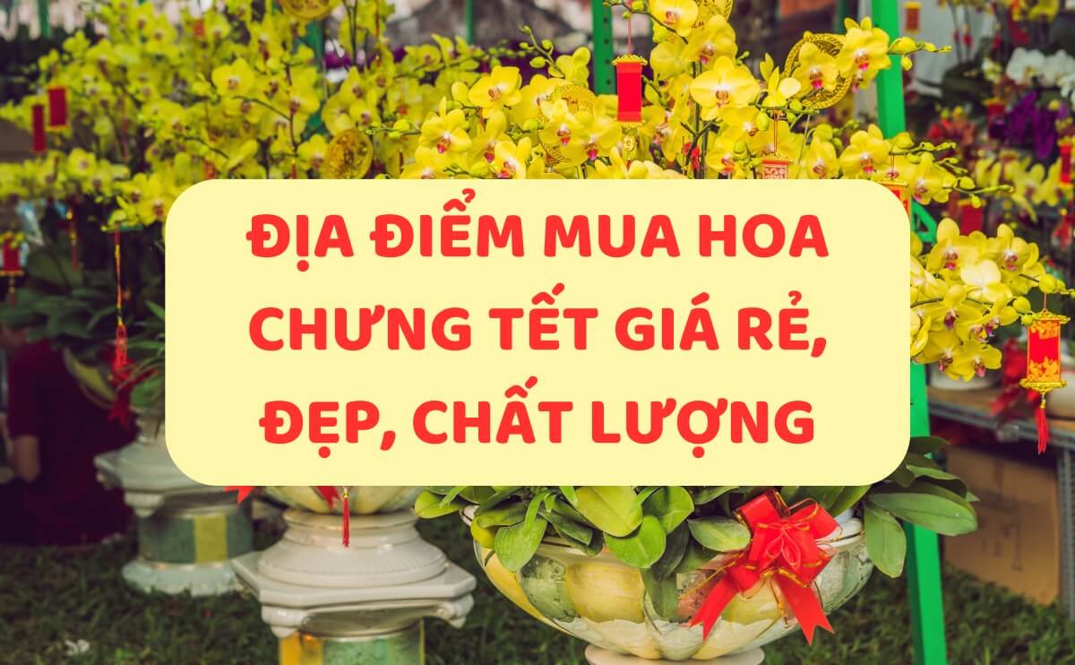 Địa Điểm Mua Hoa Chưng Tết Giá Rẻ, Chất Lượng, Uy Tín Nhất | Chợ Hoa Kiểng 9