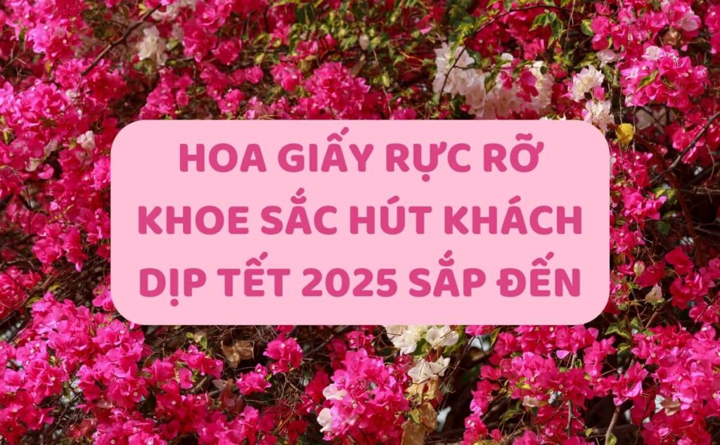 Hoa Giấy Rực Rỡ Khoe Sắc Hút Khách Dịp Tết 2025 Sắp Đến | Cây Giống Chợ Lách | Chợ Hoa Kiểng 5
