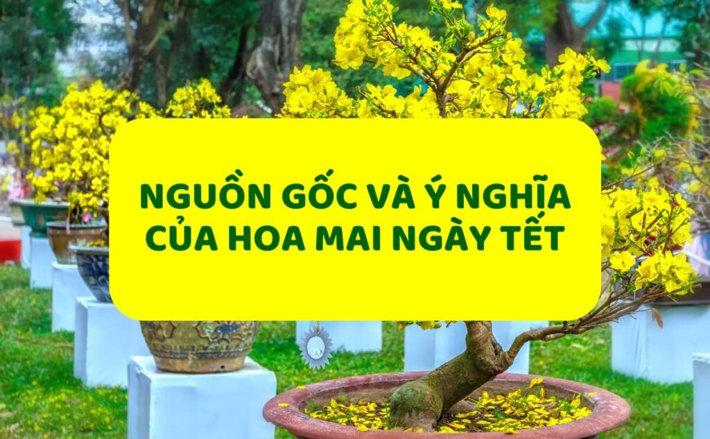 Hoa Mai: Nguồn Gốc Và Ý Nghĩa Của Cây Hoa Mai Ngày Tết, Cách Chăm Sóc Hoa Mai | Chợ Hoa Kiểng 15