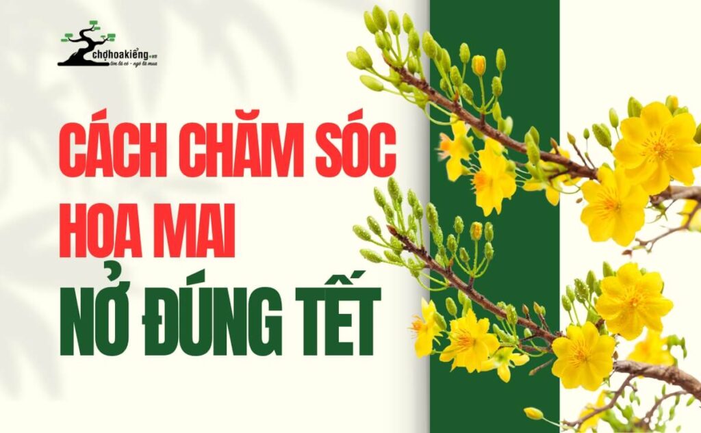 Hướng Dẫn Cách Chăm Sóc Hoa Mai Nở Đúng Tết Không Thể Bỏ Qua | Chợ Hoa Kiểng