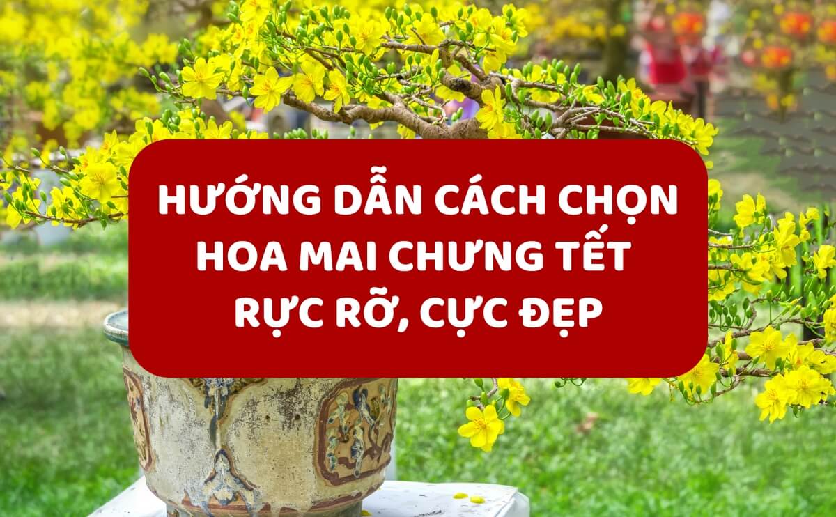 Hướng Dẫn Cách Chọn Hoa Mai Chưng Tết Rực Rỡ, Cực Đẹp | Chợ Hoa Kiểng 5