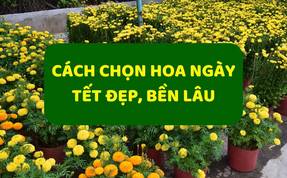 Mách Bạn Cách Chọn Hoa Ngày Tết Đẹp, Chuẩn, Tươi Lâu, Bền Màu | Cây Giống Chợ Lách | Chợ Hoa Kiểng