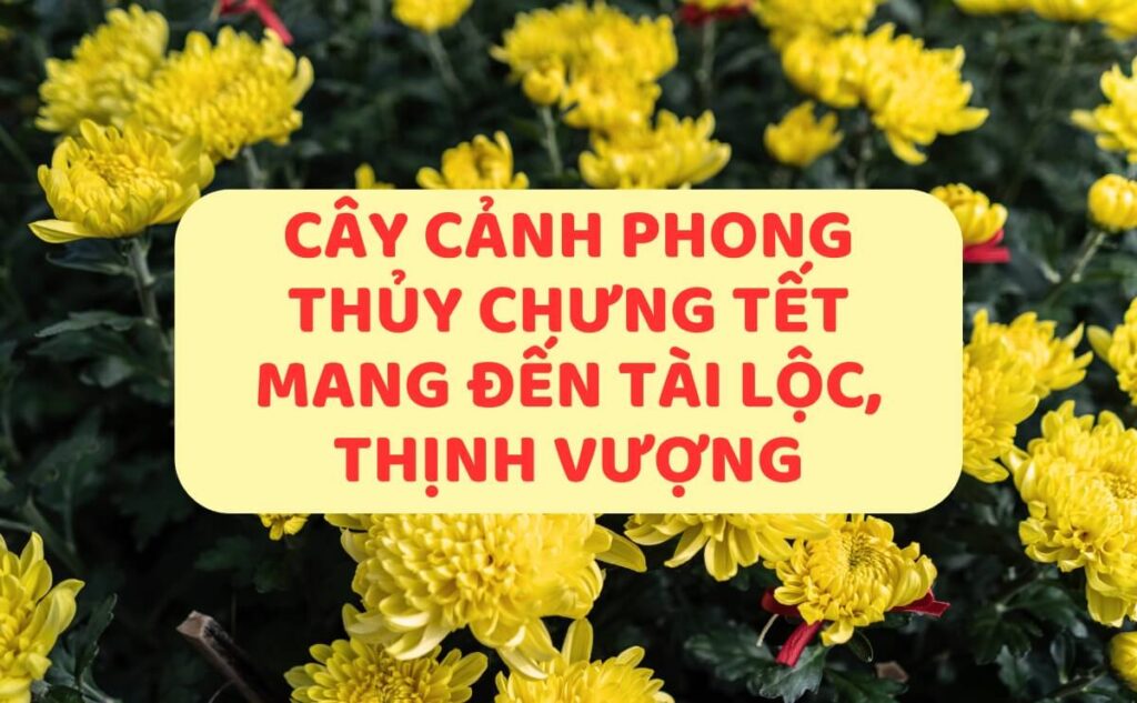 Tổng Hợp 10+ Loại Cây Cảnh Phong Thủy Chưng Tết Mang Đến Tài Lộc, Thịnh Vượng | Chợ Hoa Kiểng 10