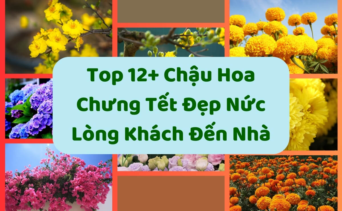 Top 12+ Chậu Hoa Chưng Tết Đẹp Nức Lòng Khách Đến Nhà | Cây Giống Chợ Lách | Chợ Hoa Kiểng 12