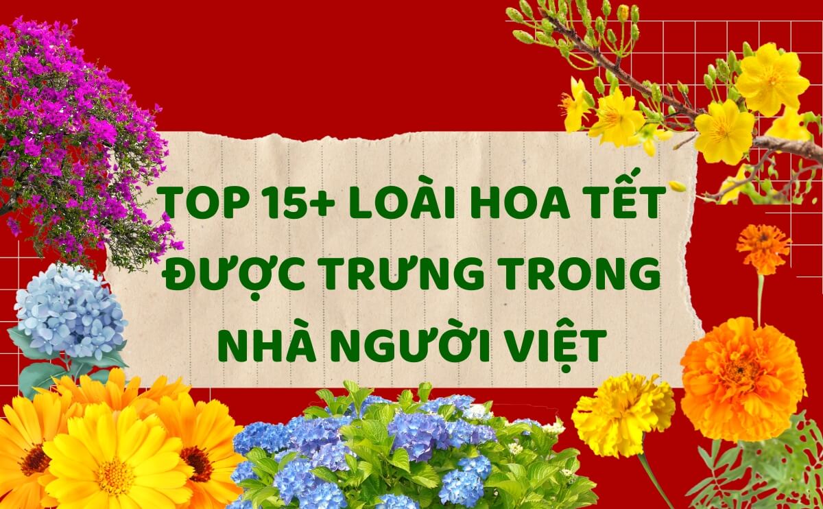 Top 15+ Loài Hoa Tết Được Trưng Trong Nhà Người Việt Mang Lại Sự Giàu Sang, Phú Quý, Tài Lộc | Cây Giống Chợ Lách 15