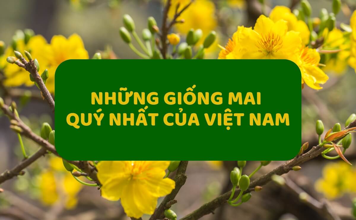 Top 17+ Những Giống Mai Quý Nhất Của Việt Nam, Báu Vật Ngày Tết | Chợ Hoa Kiểng 17
