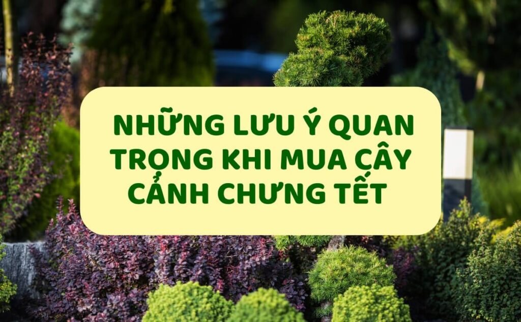 Top 5+ Lưu Ý Khi Mua Cây Cảnh Chưng Tết Nhất Định Nên Biết | Chợ Hoa Kiểng