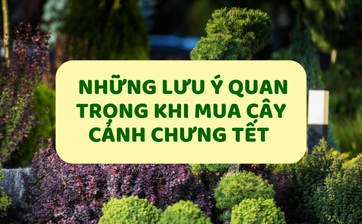 Top 5+ Lưu Ý Khi Mua Cây Cảnh Chưng Tết Nhất Định Nên Biết | Chợ Hoa Kiểng