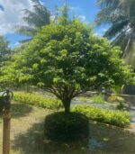 CHK Mai Tết Đại Cát | Cho Thue Mai Tết | Cây Giống Chợ Lách 1