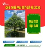 CHK Mai Tết Đại Cát | Cho Thue Mai Tết | Cây Giống Chợ Lách