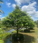 CHK Mai Tết Đại Cát | Cho Thue Mai Tết | Cây Giống Chợ Lách 2