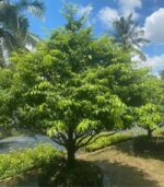 CHK Mai Tết Đại Cát | Cho Thue Mai Tết | Cây Giống Chợ Lách 3