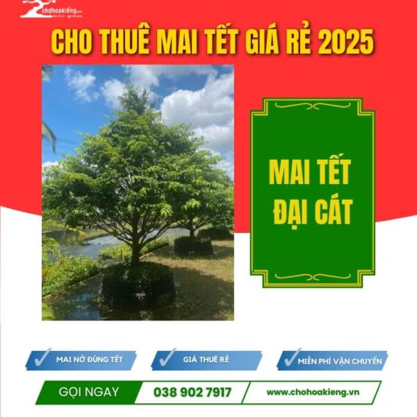 CHK Mai Tết Đại Cát | Cho Thue Mai Tết | Cây Giống Chợ Lách
