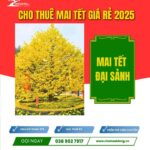 CHK Mai Tết Đại Sảnh | Cho Thuê Mai Tết Giá Rẻ | Chợ Hoa Kiểng