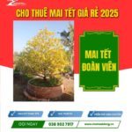 CHK Mai Tết Đoàn Viên | Cho Thuê Mai Tết Giá Rẻ | Chợ Hoa Kiểng