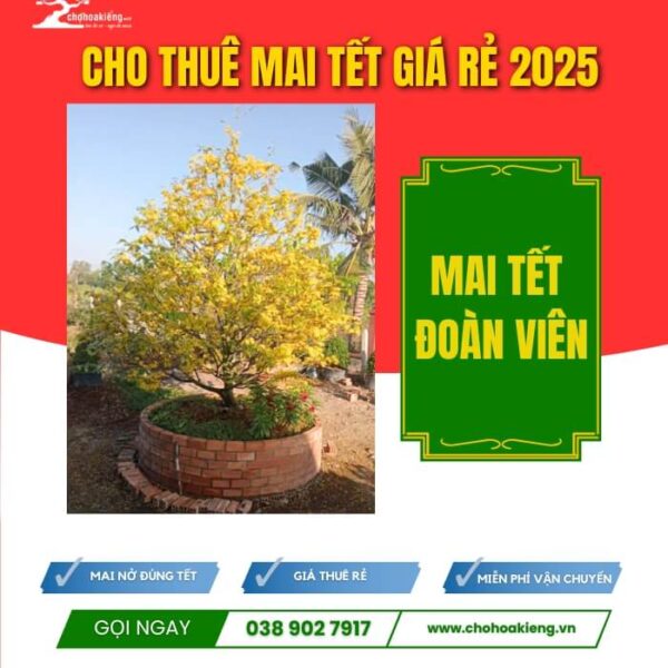 CHK Mai Tết Đoàn Viên | Cho Thuê Mai Tết Giá Rẻ | Chợ Hoa Kiểng