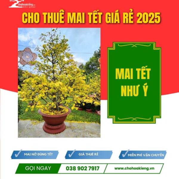 CHK Mai Tết Như Ý | Cho Thuê Mai Tết Giá Rẻ | Chợ Hoa Kiểng