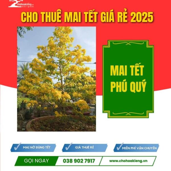 CHK Mai Tết Phú Quý | Cho Thuê Mai Tết Giá Rẻ | Chợ Hoa Kiểng