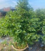 CHK Mai Tết Phúc Lộc | Cho Thue Mai Tết | Cây Giống Chợ Lách 1