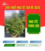 CHK Mai Tết Phúc Lộc | Cho Thue Mai Tết | Cây Giống Chợ Lách