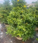 CHK Mai Tết Phúc Lộc | Cho Thue Mai Tết | Cây Giống Chợ Lách 2