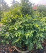 CHK Mai Tết Phúc Lộc | Cho Thue Mai Tết | Cây Giống Chợ Lách 3