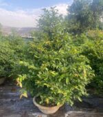 CHK Mai Tết Phúc Lộc | Cho Thue Mai Tết | Cây Giống Chợ Lách 4