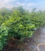 CHK Mai Tết Phúc Lộc | Cho Thue Mai Tết | Cây Giống Chợ Lách 5