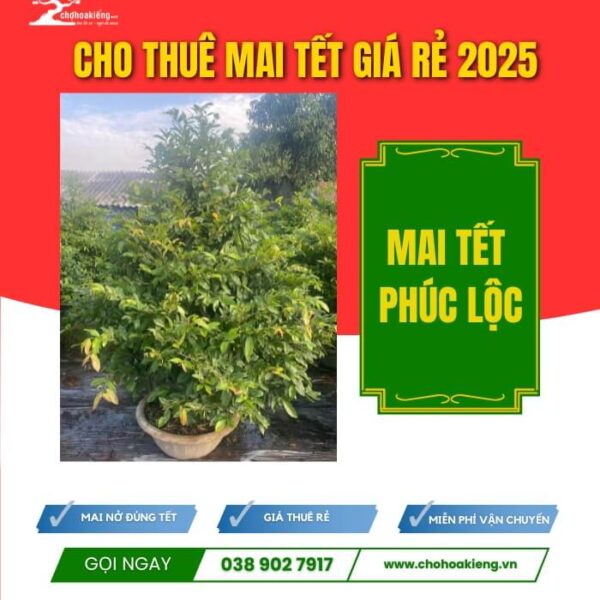 CHK Mai Tết Phúc Lộc | Cho Thue Mai Tết | Cây Giống Chợ Lách