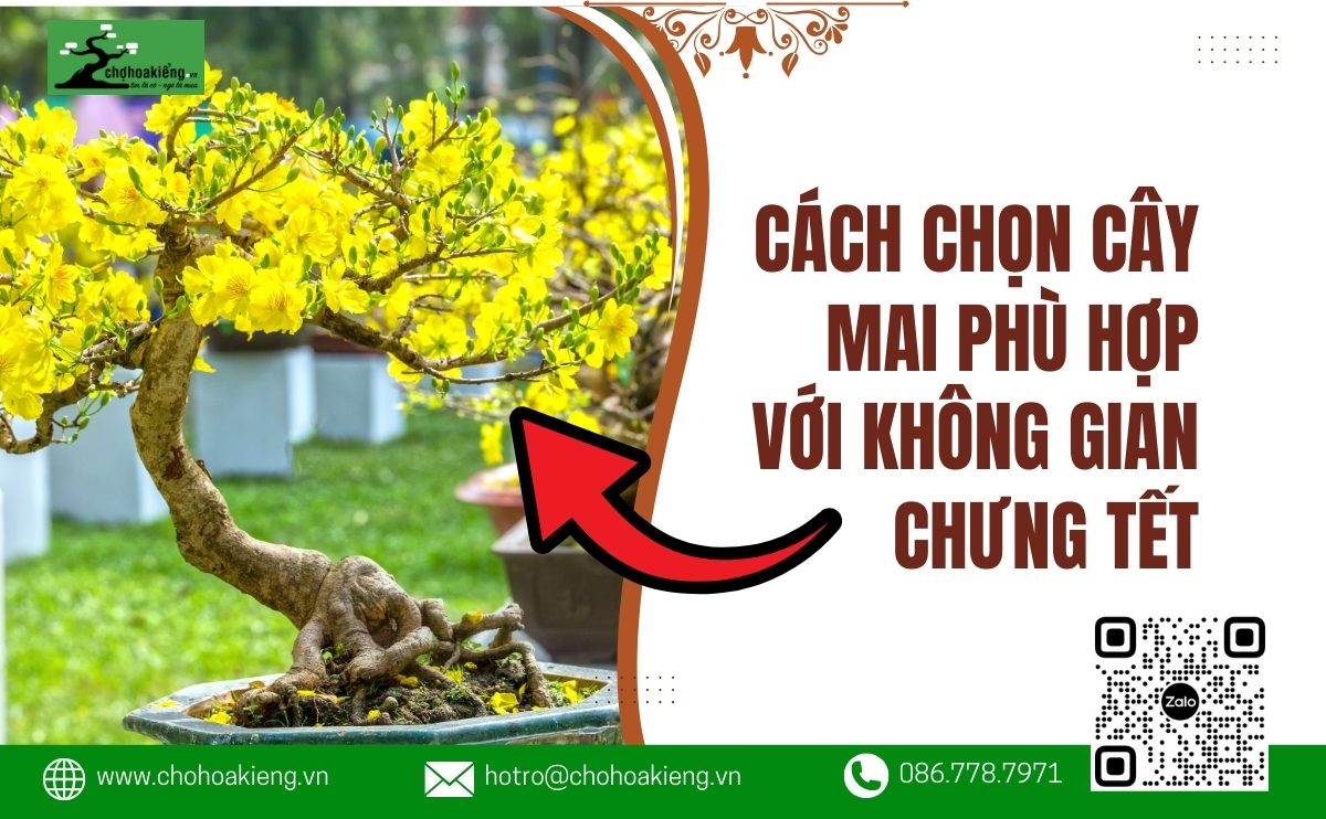 Cách Chọn Cây Mai Phù Hợp Với Không Gian Chưng Tết Nguyên Đán 2025 - Chợ Hoa Kiểng 11