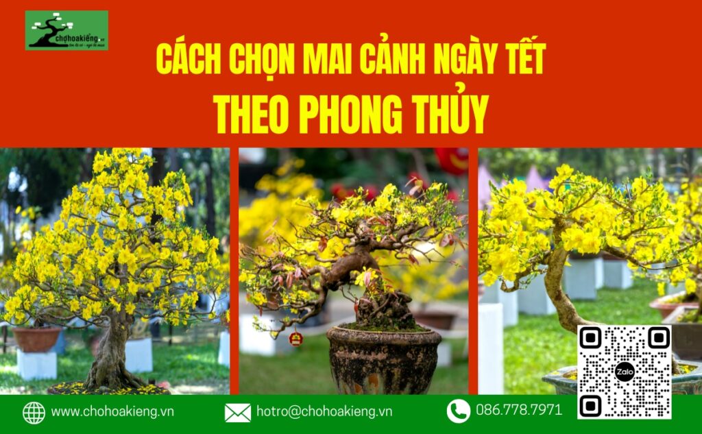Cách Chọn Mai Cảnh Ngày Tết Theo Phong Thủy Đem Lại May Mắn Tài Lộc Cho Gia Chủ - Chợ Hoa Kiểng