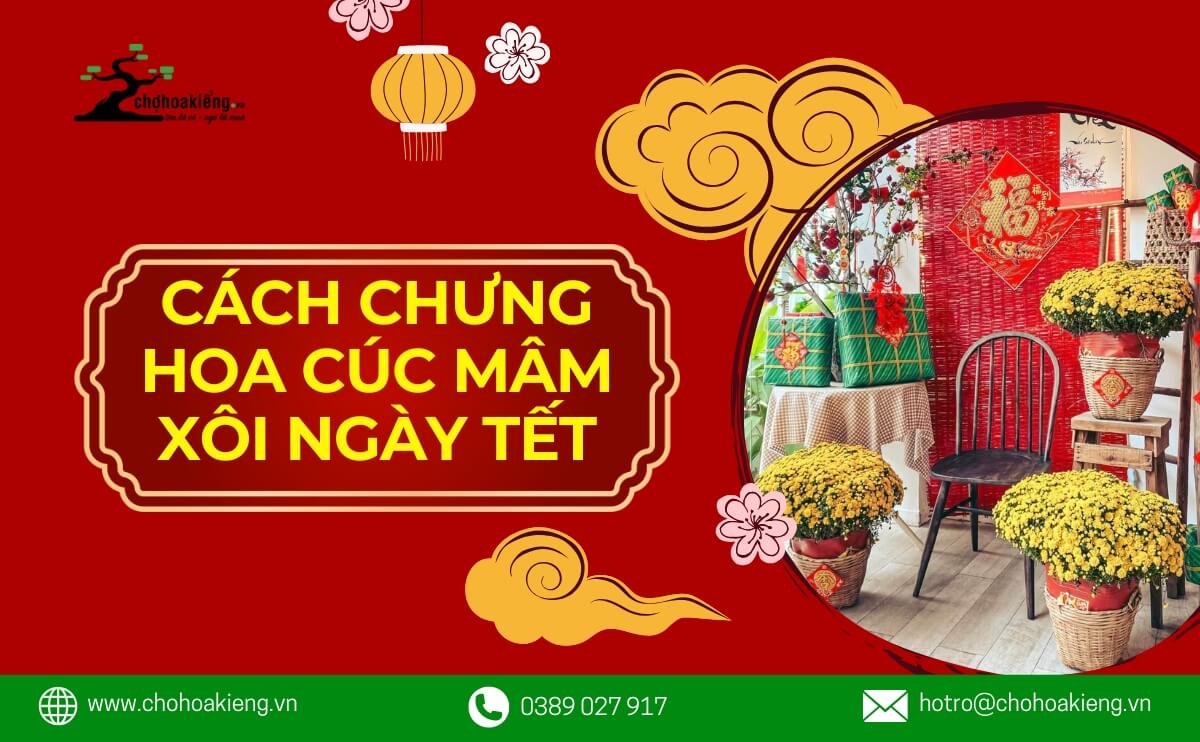 Cách Chưng Hoa Cúc Mâm Xôi Ngày Tết 2025 Đẹp Và Ý Nghĩa | Chợ Hoa Kiểng 7
