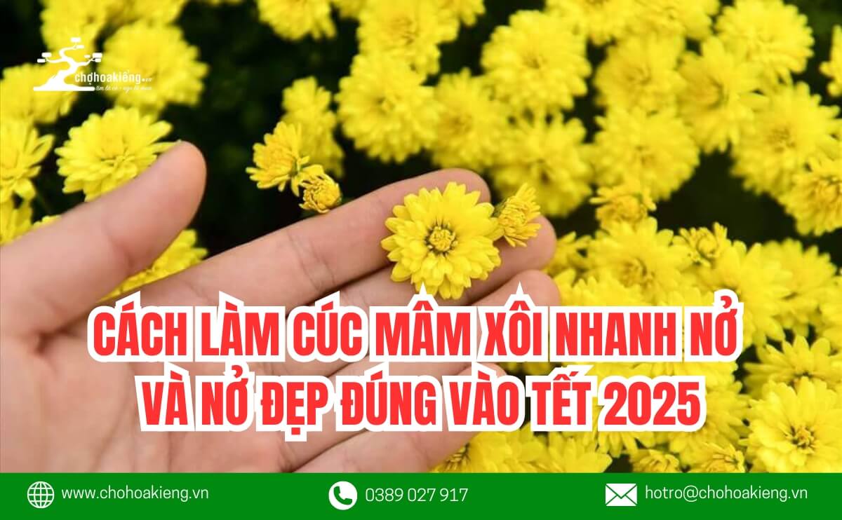 Cách Làm Cúc Mâm Xôi Nhanh Nở Và Nở Đẹp Đúng Vào Tết 2026 6 Cách Làm Cúc Mâm Xôi Nhanh Nở Và Nở Đẹp Đúng Vào Tết 2025 - Chợ Hoa Kiểng 6