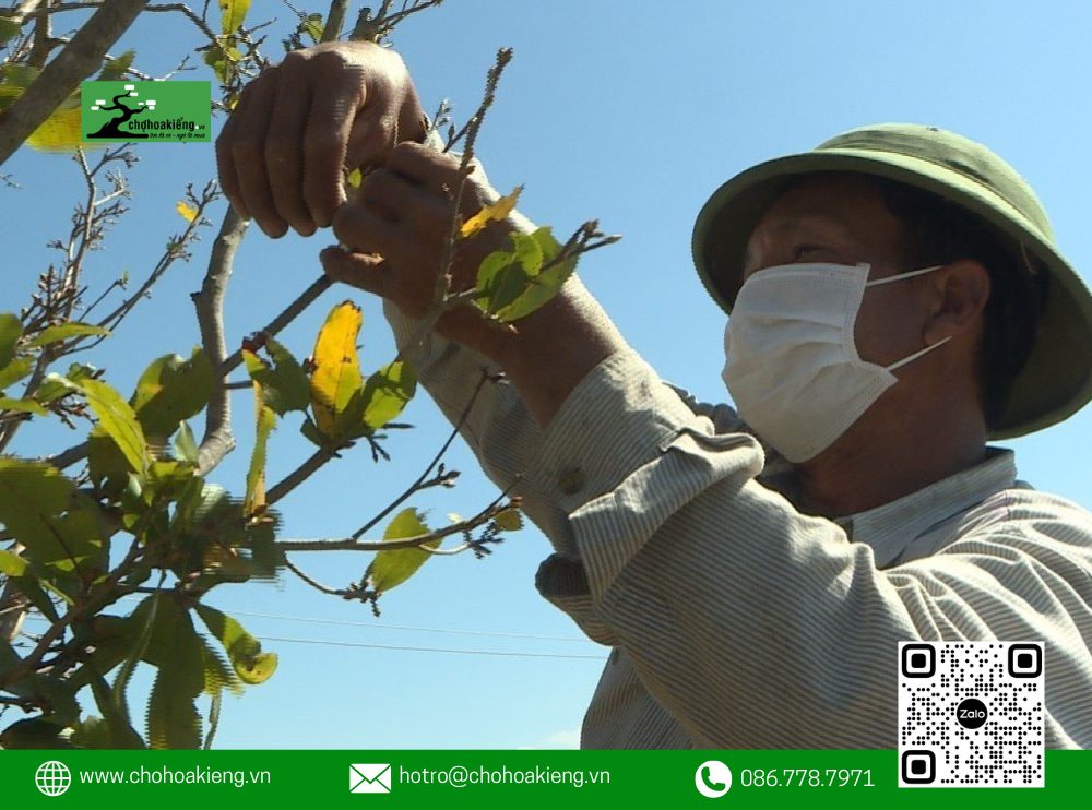 Cách Lặt Lá Mai Tết Đúng Để Ra Nụ, Hoa Nở Rực Rỡ Vào Ngày Tết 2025 13 Khi Thực Hiện, Dùng Một Tay Nắm Cành Hoa, Tay Còn Lại Nhẹ Nhàng Giật Từng Lá Về Phía Sau