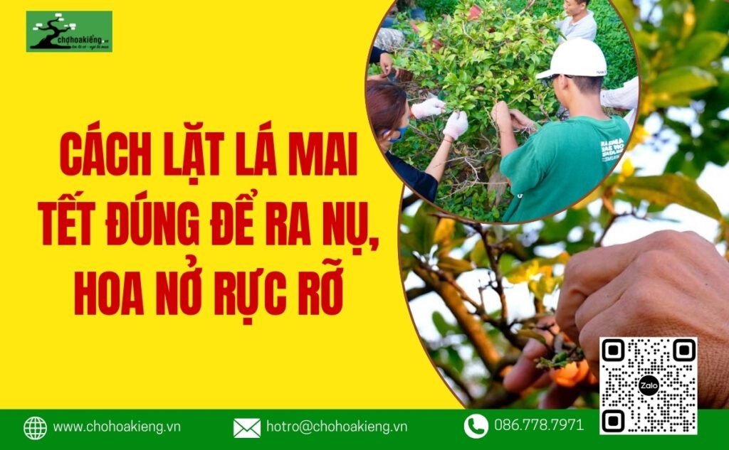 Cách Lặt Lá Mai Tết Đúng Để Ra Nụ, Hoa Nở Rực Rỡ Vào Ngày Tết 2025 - Chợ Hoa Kiểng