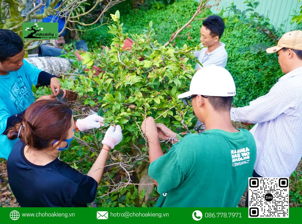 Cách Lặt Lá Mai Tết Đúng Để Ra Nụ, Hoa Nở Rực Rỡ Vào Ngày Tết 2025 12 Đối Với Cây Mai Trồng Dưới Đất, Thời Gian Lặt Lá Lý Tưởng Là Từ Ngày 10 Đến 15 Tháng 12 Âm Lịch