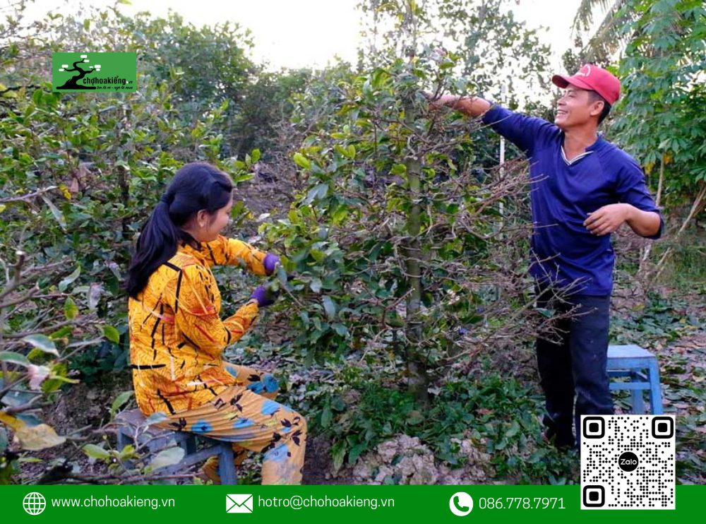 Cách Lặt Lá Mai Tết Đúng Để Ra Nụ, Hoa Nở Rực Rỡ Vào Ngày Tết 2025 11 Thời Gian Lặt Lá Mai Cũng Phụ Thuộc Vào Sự Phát Triển Của Nụ Hoa