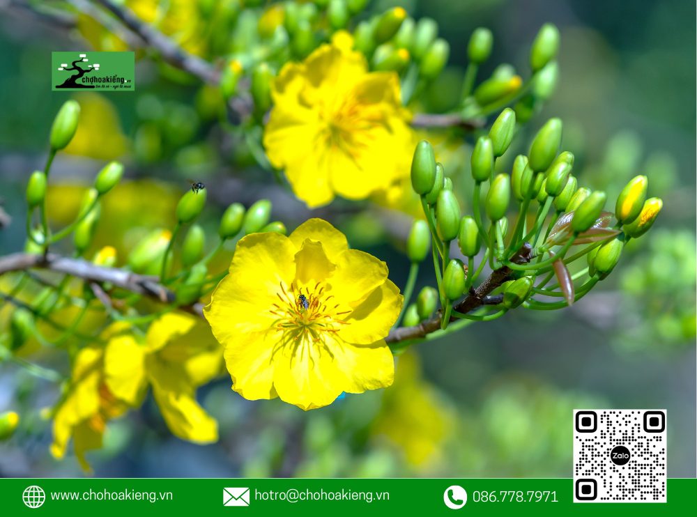 Cách Lặt Lá Mai Tết Đúng Để Ra Nụ, Hoa Nở Rực Rỡ Vào Ngày Tết 2025 14 Để Điều Chỉnh Kịp Thời Và Bổ Sung Phân Bón.