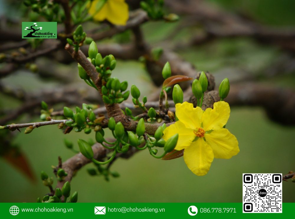 Cách Lặt Lá Mai Tết Đúng Để Ra Nụ, Hoa Nở Rực Rỡ Vào Ngày Tết 2025 15 Kỹ Thuật Lặt Lá Mai Tết Đối Với Mai Nở Muộn