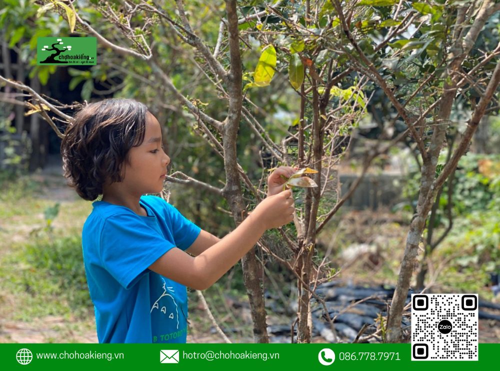 Cách Lặt Lá Mai Tết Đúng Để Ra Nụ, Hoa Nở Rực Rỡ Vào Ngày Tết 2025 10 Thời Điểm Lặt Lá Mai Ra Nụ Nở Hoa Đúng Tết