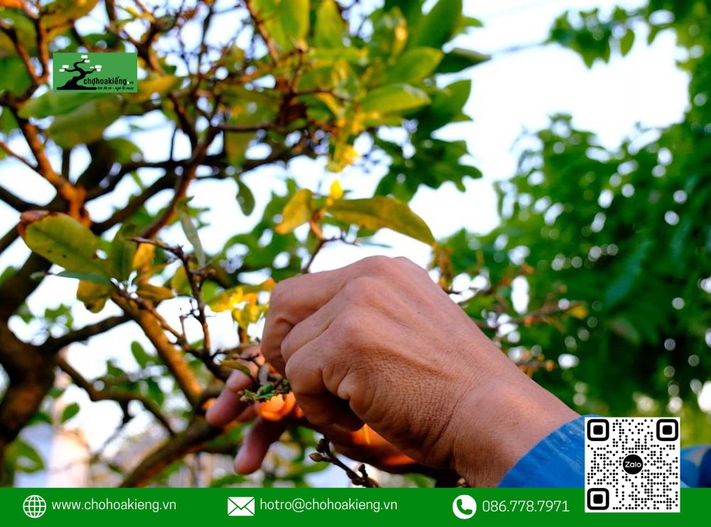 Cách Lặt Lá Mai Tết Đúng Để Ra Nụ, Hoa Nở Rực Rỡ Vào Ngày Tết 2025 9 Ở Miền Nam, Do Khí Hậu Và Thời Tiết Khác Biệt So Với Miền Trung Và Miền Bắc, Việc Chăm Sóc Mai Cũng Có Những Yêu Cầu Đặc Thù